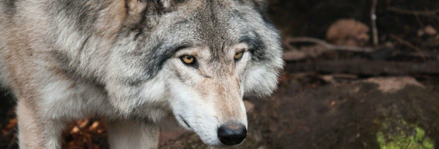 La conservation des espèces en Rhône-Alpes